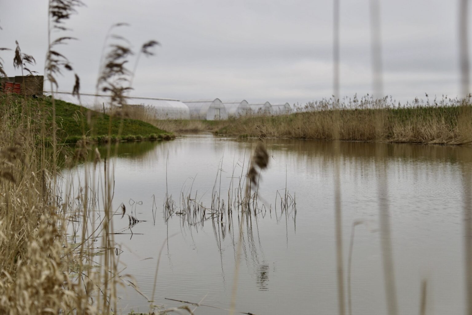 Constructed wetland pilot site in Latvia
